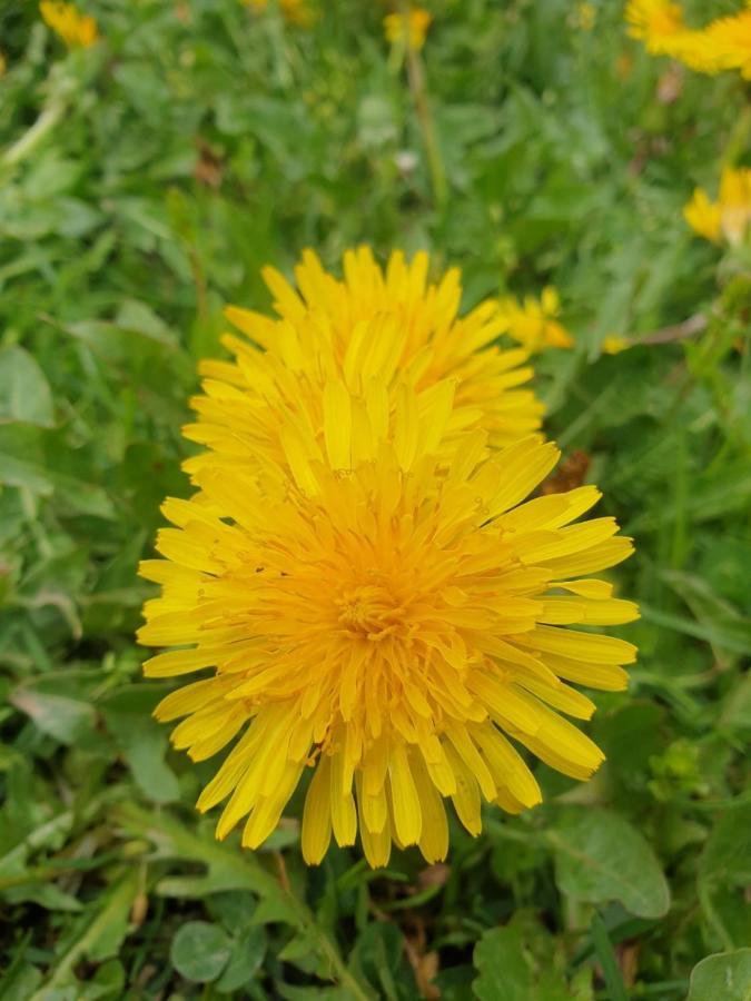 Etno Selo Zuric Villa Mojkovac Dış mekan fotoğraf