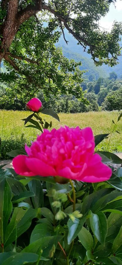 Etno Selo Zuric Villa Mojkovac Oda fotoğraf